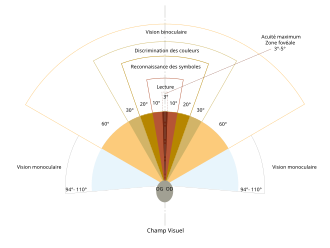 Schéma champ visuel