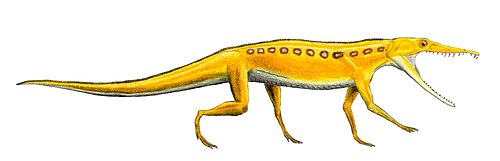 Chanaresuchus