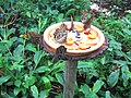 Schmetterlinge im Schmetterlingshaus im Botanischen Garten Chemnitz