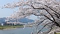 04-29 桧木内川の桜並木（仙北市角館）