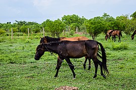 Chevaux races locales dans le ranch de Tagatatatou à Dassari (Tanguiéta)