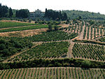 Landscape with vinyards and a large building