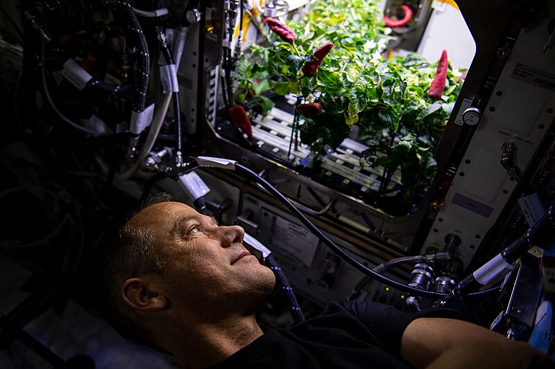 File:Chile Peppers Harvest (iss066e084304).jpg