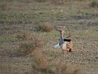 <span class="mw-page-title-main">Canarian houbara</span> Subspecies of bird