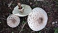 !!Chlorophyllum molybdites sin. Lepiota morganii!!