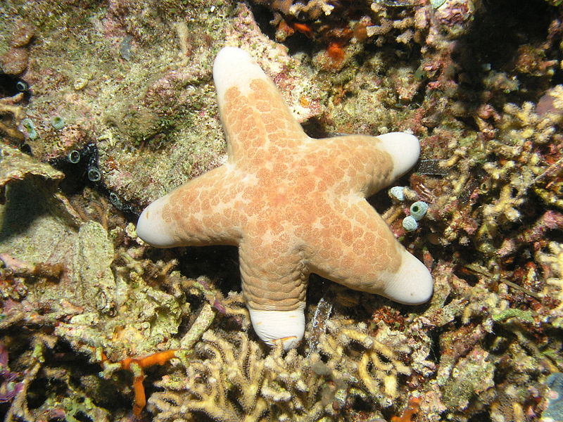 File:Choriaster granulatus, Bunaken Island.jpg