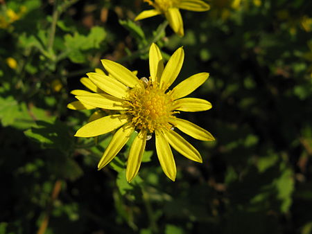 Tập_tin:Chrysanthemum_indicum2.jpg