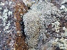 Cladonia strepsilis, the lichen that contains strepsilin Cladonia strepsilis 108850692.jpg