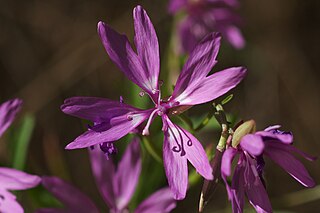 <i>Clarkia biloba</i> Species of flowering plant