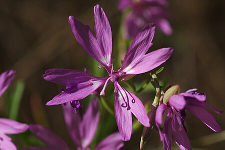 Clarkia_biloba