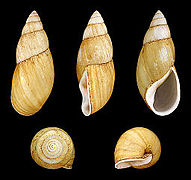 Clavator grandidieri (Grandidier’s Fighting Snail), Shell