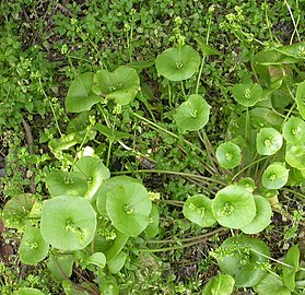 The cauline leaves are perfoliate.