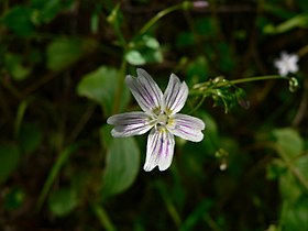 Claytonia sibirica