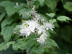 Clematis apiifolia1SHSU.jpg