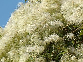 Multiple Clematis orientalis seedheads Clematis orientalis; Baikonur 01.jpg