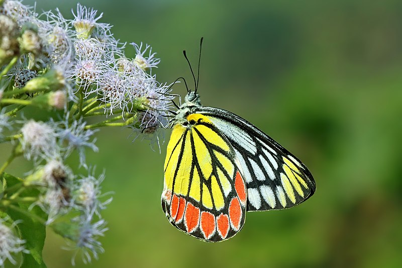 File:Close wing Nectaring activity of Delias eucharis (Drury, 1773) - Indian Jezebel (Female) WLB IMG 9240.jpg