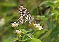 * Nomination Close wing Nectaring of Papilio demoleus Linnaeus, 1758 - Lime Swallowtail --Sandipoutsider 07:20, 24 December 2023 (UTC) * Promotion  Support Good quality. --Plozessor 18:24, 23 December 2023 (UTC)