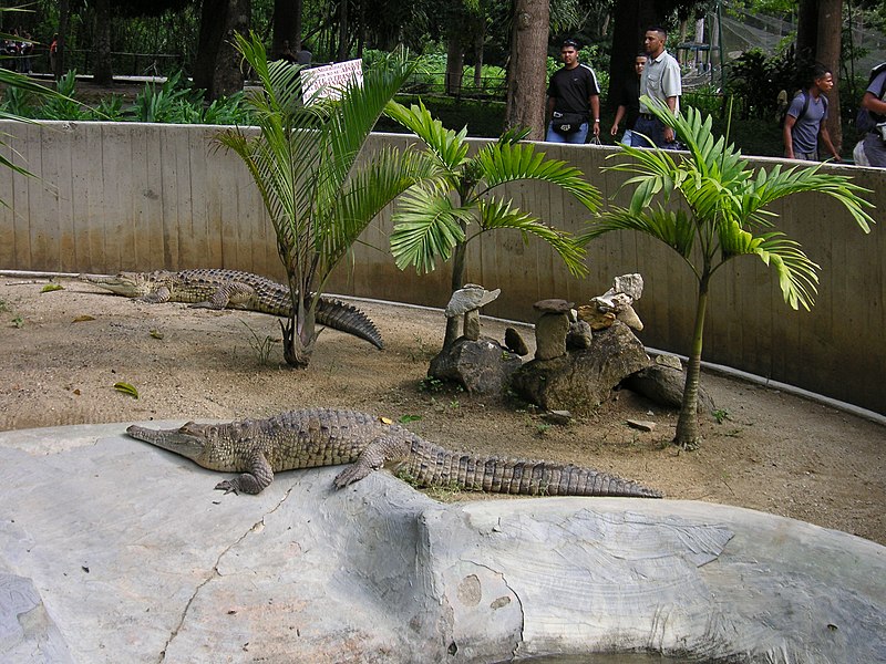 File:Cocodrilos caracas zoo.jpg