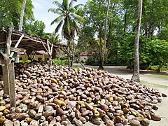 Coconut pile La Digue Seychelles 1.jpg