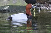 Pochard umum Aythya ferina (1). Foto di U.K..JPG