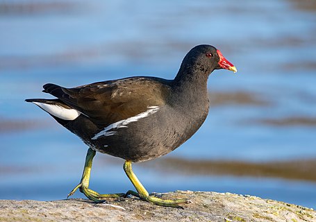 A Common moorhen walking on a rocks.