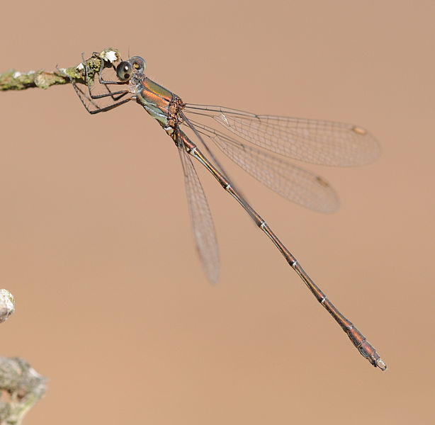 File:ComputerHotline - Chalcolestes viridis (by) (10).jpg