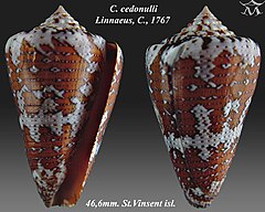 Description de l'image Conus cedonulli 1.jpg.