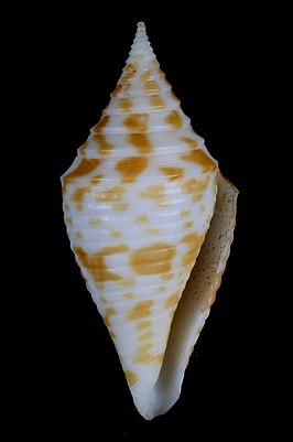 Conus rizali