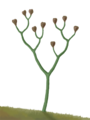Crtež Cooksonije, prve vaskularne biljke iz silurskog razdoblja.