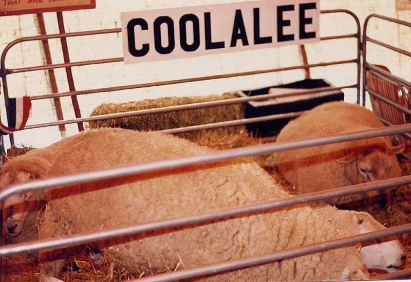 File:Coolalee.jpg