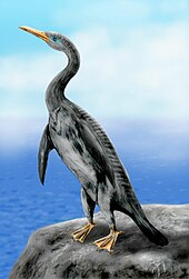 Restoration of Copepteryx hexeris Copepteryx hexeris.jpg