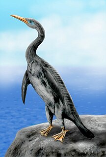 <i>Copepteryx</i> extinct genus of flightless bird