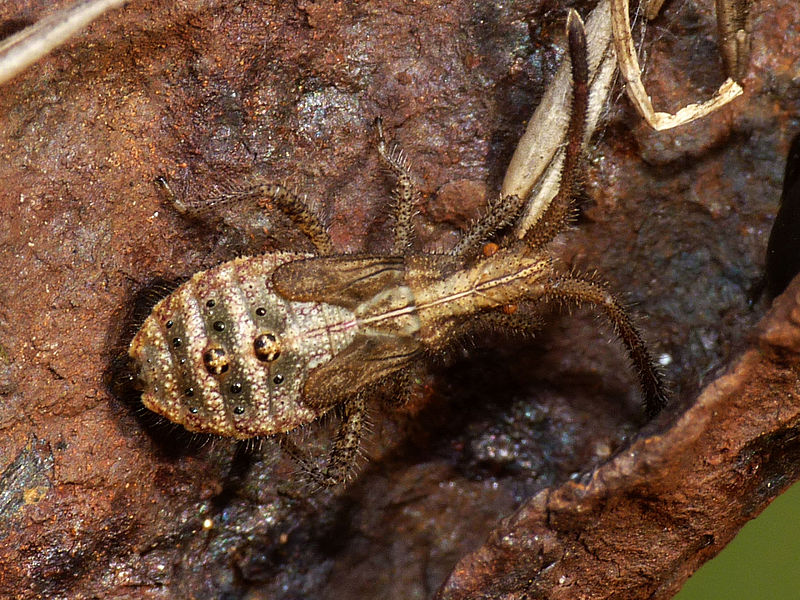 File:Coriomeris denticulatus nymph 20130809 p23.jpg