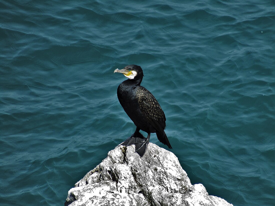 Phalacrocorax