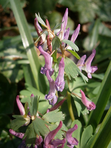 File:Corydalis solida 07.JPG