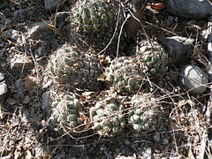 Coryphantha calypensis