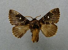 Kosmotriche lobulina.jpg