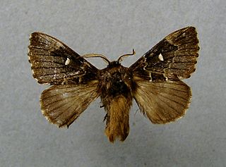 <i>Cosmotriche</i> Genus of moths