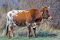 * Nomination Cow licking her nose in Capileira, Sierra Nevada National Park --Trougnouf 16:34, 4 July 2020 (UTC) * Promotion  Support Good quality. --Jakubhal 17:25, 4 July 2020 (UTC)