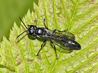 <i>Trypoxylon</i> Genus of wasps