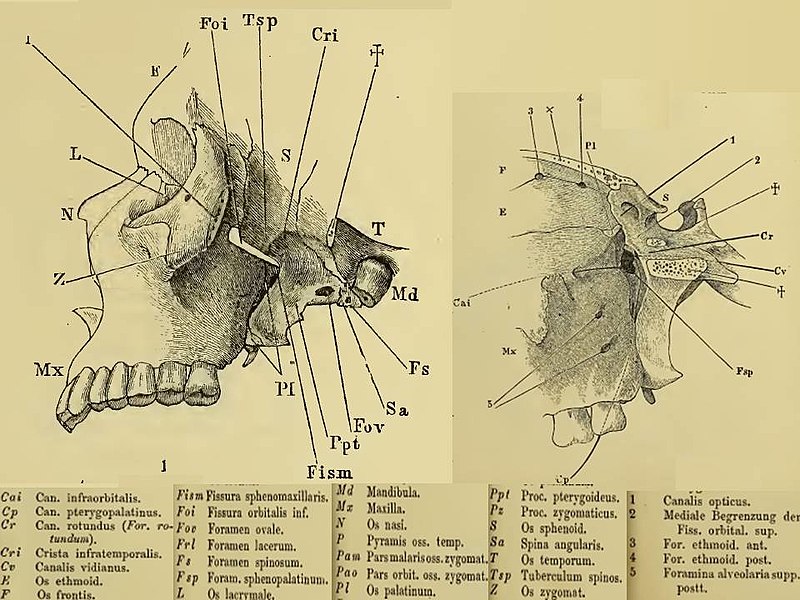 File:Cranio. Fossa pterigo-palatina.jpg