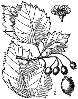 <i>Crataegus brainerdii</i> Species of hawthorn