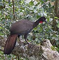 Crested Guan (24510268463) (cropped).jpg