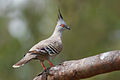 Crested Pigeon Nov09.jpg