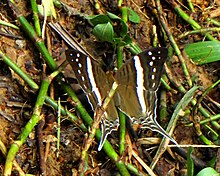 Crethon Daggerwing, Tambopata.jpg