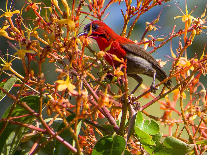 File:Crimson Sunbird (14076916662).jpg