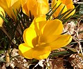 Crocus 'E.A. Bowles', un híbrid Chrysanthus