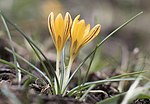 Thumbnail for Crocus vitellinus