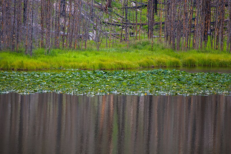 File:Cub Lake - Rocky Mountain National Park (32381374108).jpg