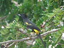 Adult bird in Cayo Coco Cuban Oriole .cu (3).jpg